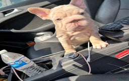 French Bulldog dogs for sale: Bella - Image 1