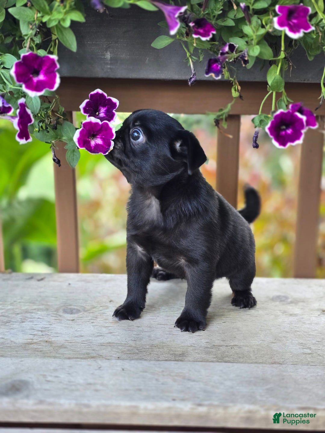 Pug dogs for sale: Lollipop - Image 9