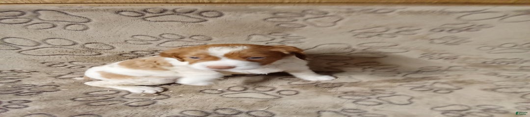 Rex