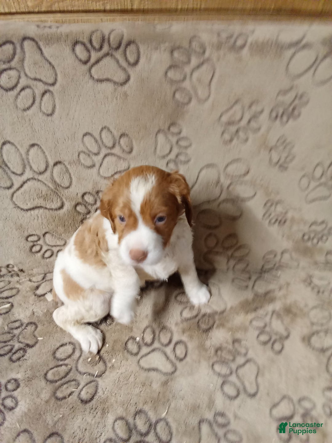 Brittany Spaniel dogs for sale: Rex - Image 1