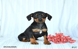 Miniature Pinscher dogs for sale: Barbie - Image 2