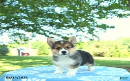 Welsh Corgi Pembroke dogs for sale: Megan - Image 5