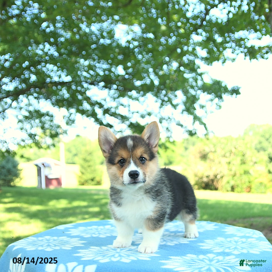Welsh Corgi Pembroke dogs for sale: Megan - Image 5