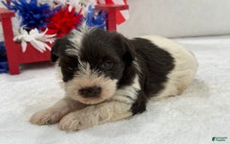 Miniature Schnauzer dogs for sale: Paisley Female 2 Liver Parti - Image 1