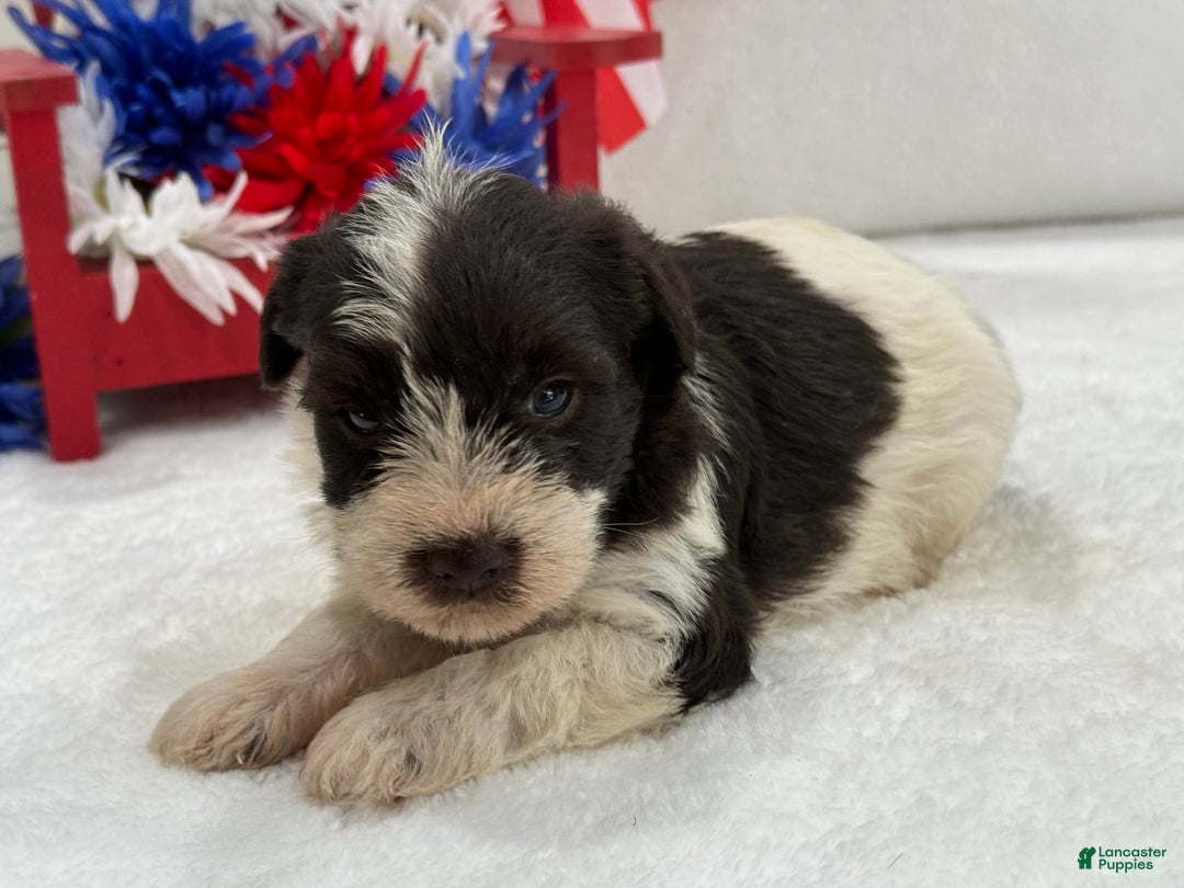 Miniature Schnauzer dogs for sale: Paisley Female 2 Liver Parti - Image 1