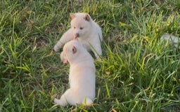 Shiba Inu dogs for sale: Butterfly - Image 4