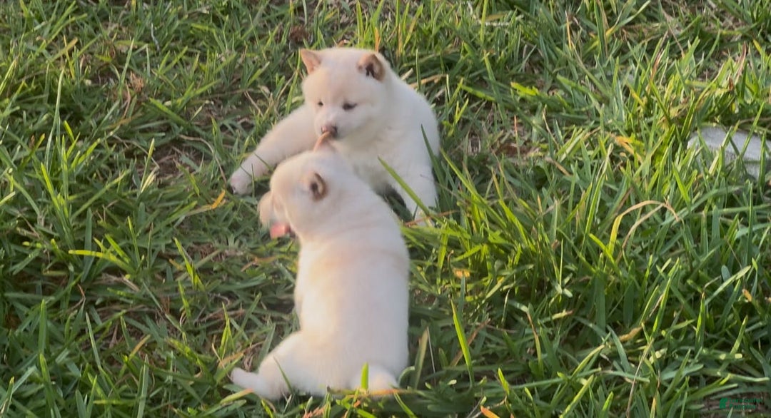 Shiba Inu dogs for sale: Butterfly - Image 4