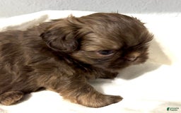 Shih Tzu dogs for sale: Karlton - Image 15
