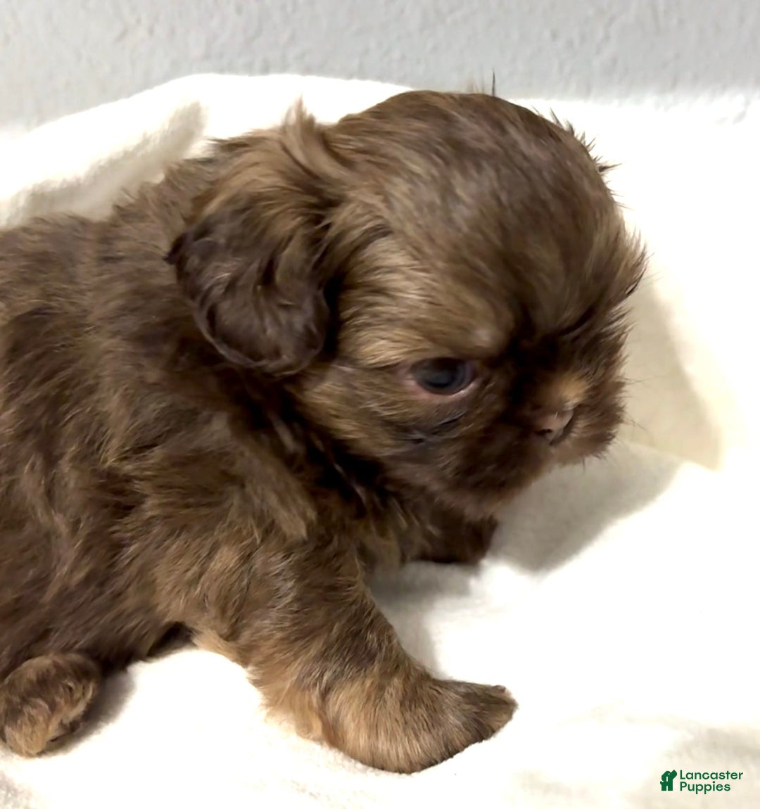Shih Tzu dogs for sale: Karlton - Image 15