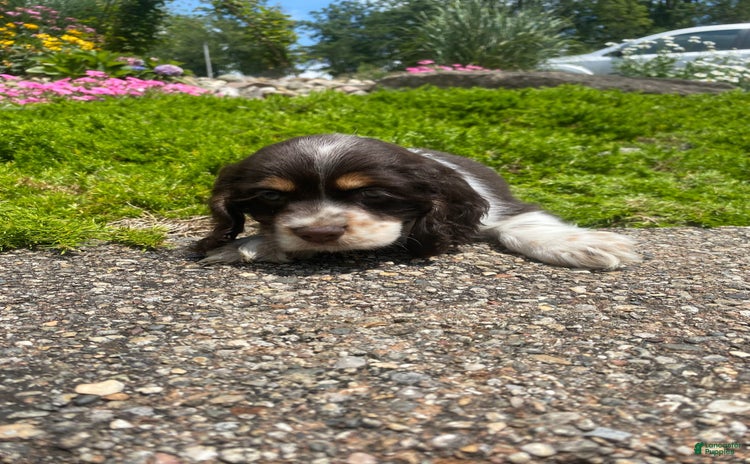 Cocker Spaniel dogs for sale - Ad 2