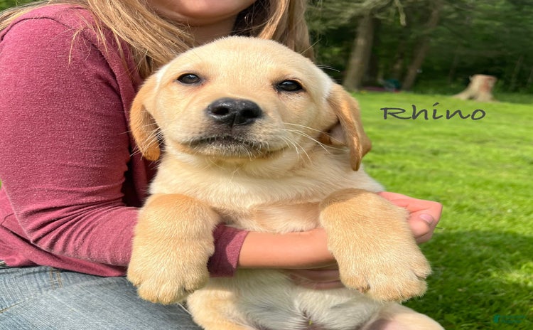 Labrador Retriever dogs for sale - Ad 4