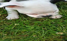 Boston Terrier dogs for sale: Whitehead - Image 2