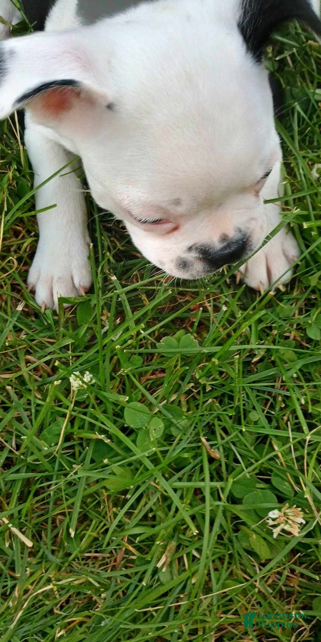 Boston Terrier dogs for sale: Whitehead - Image 2