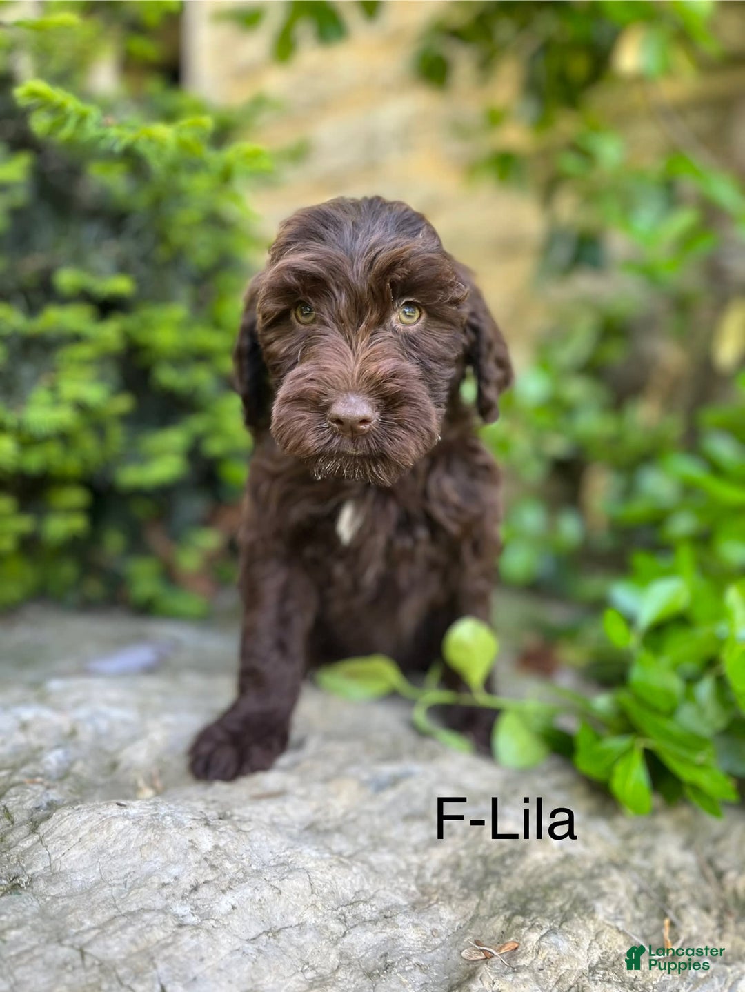Portuguese Water Dog dogs for sale: Lila - Image 1