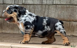 English Bulldog dogs for sale: Prince - Image 4