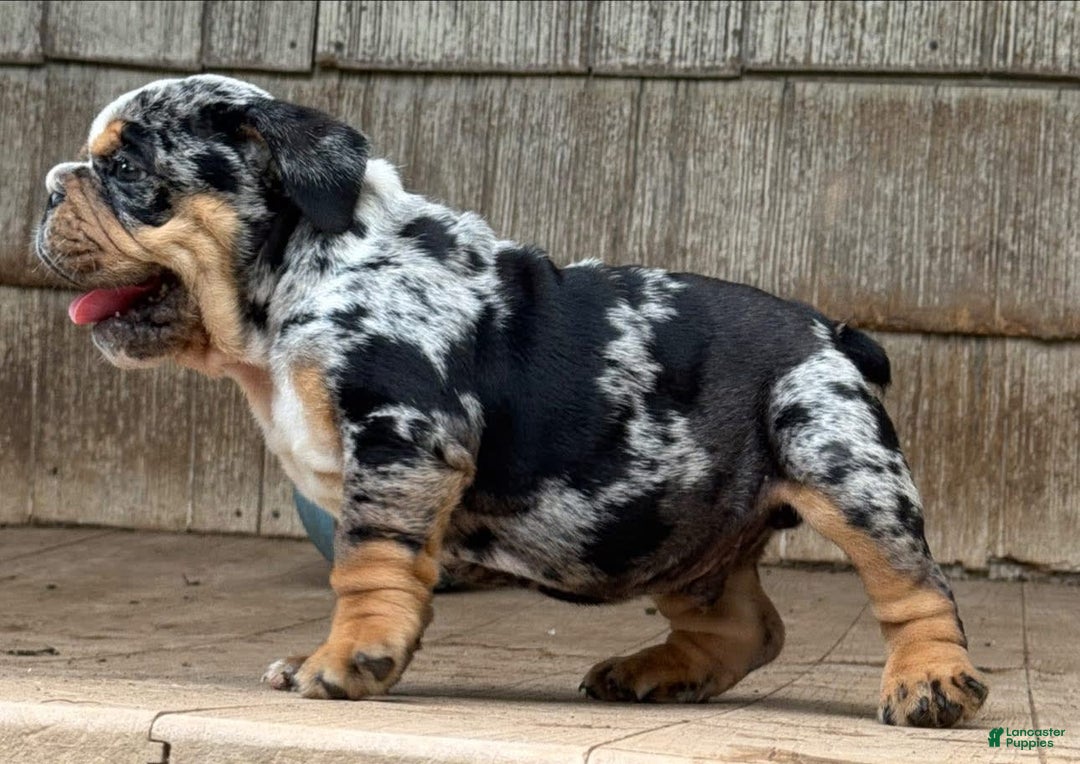 English Bulldog dogs for sale: Prince - Image 4
