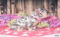 French Bulldog dogs for sale: Honey - Image 7