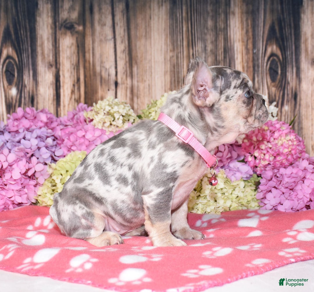 French Bulldog dogs for sale: Honey - Image 7