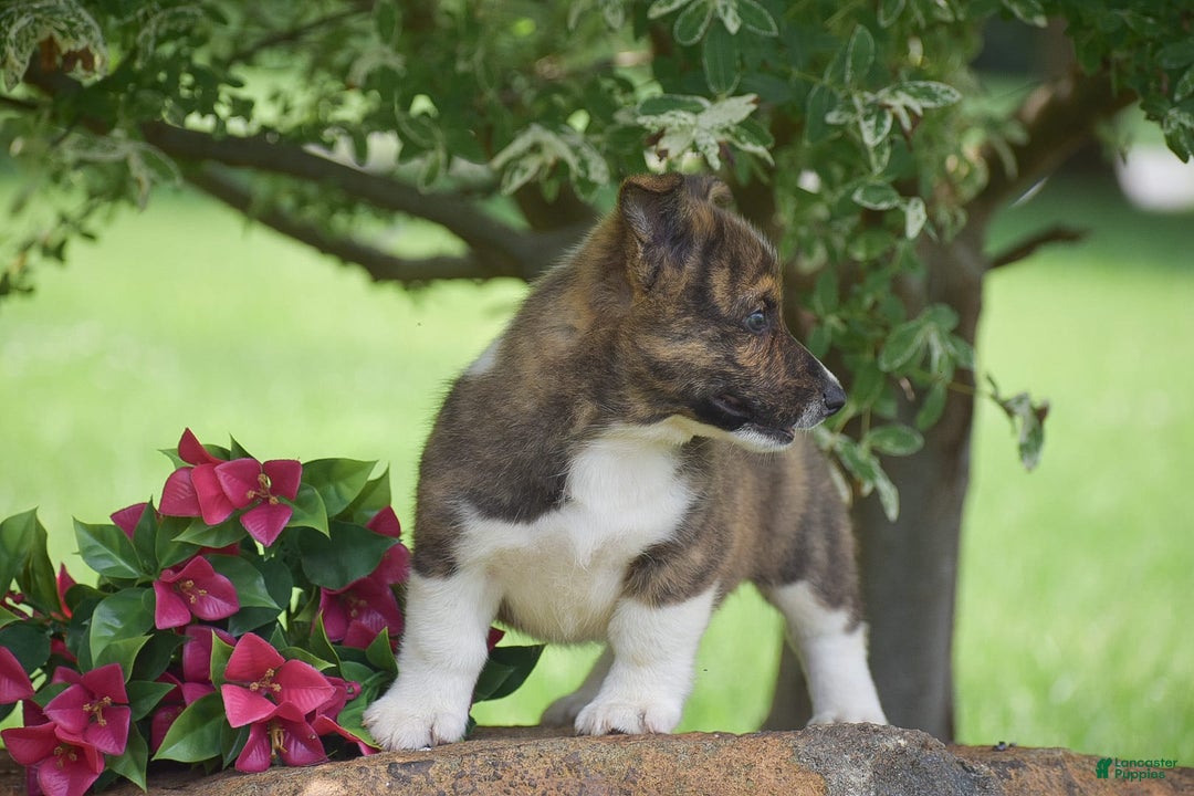 Welsh Corgi Pembroke dogs for sale: River - Image 1