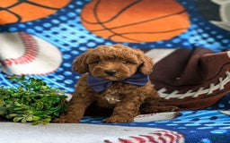 Miniature Poodle dogs for sale: Miniature Poodle 4 puppies - Image 2