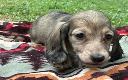 Miniature Dachshund dogs for sale: Goldie - Image 5