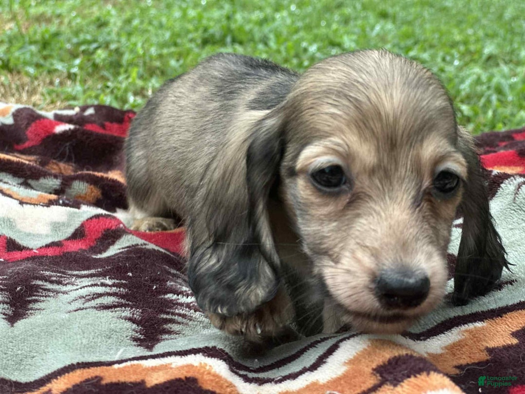 Miniature Dachshund dogs for sale: Goldie - Image 5