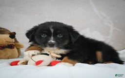 Miniature Australian Shepherd dogs for sale: Buddy - Image 1