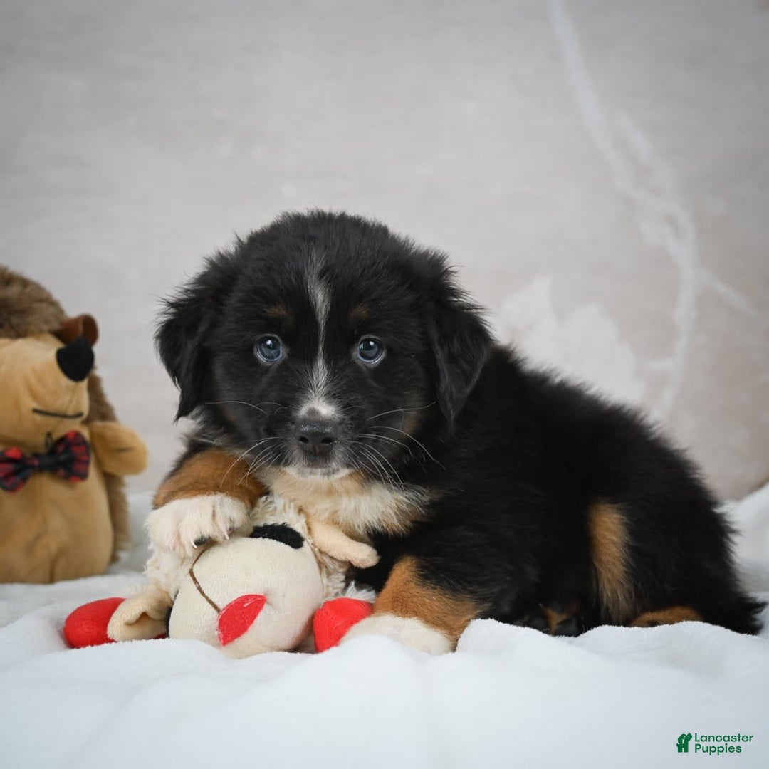 Miniature Australian Shepherd dogs for sale: Buddy - Image 1