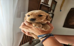 Golden Retriever dogs for sale: Miss Lavender - Image 1