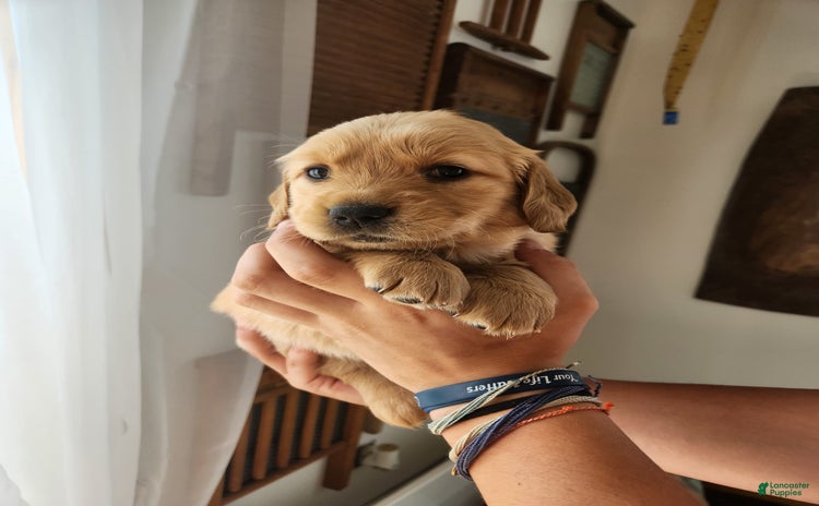 Golden Retriever dogs for sale - Ad 5