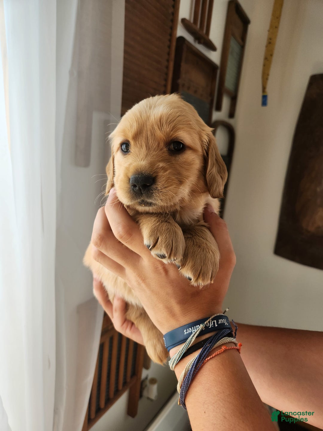 Golden Retriever dogs for sale: Miss Lavender - Image 1
