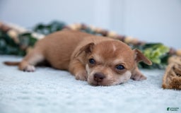 Chihuahua dogs for sale: Nelly - Image 4