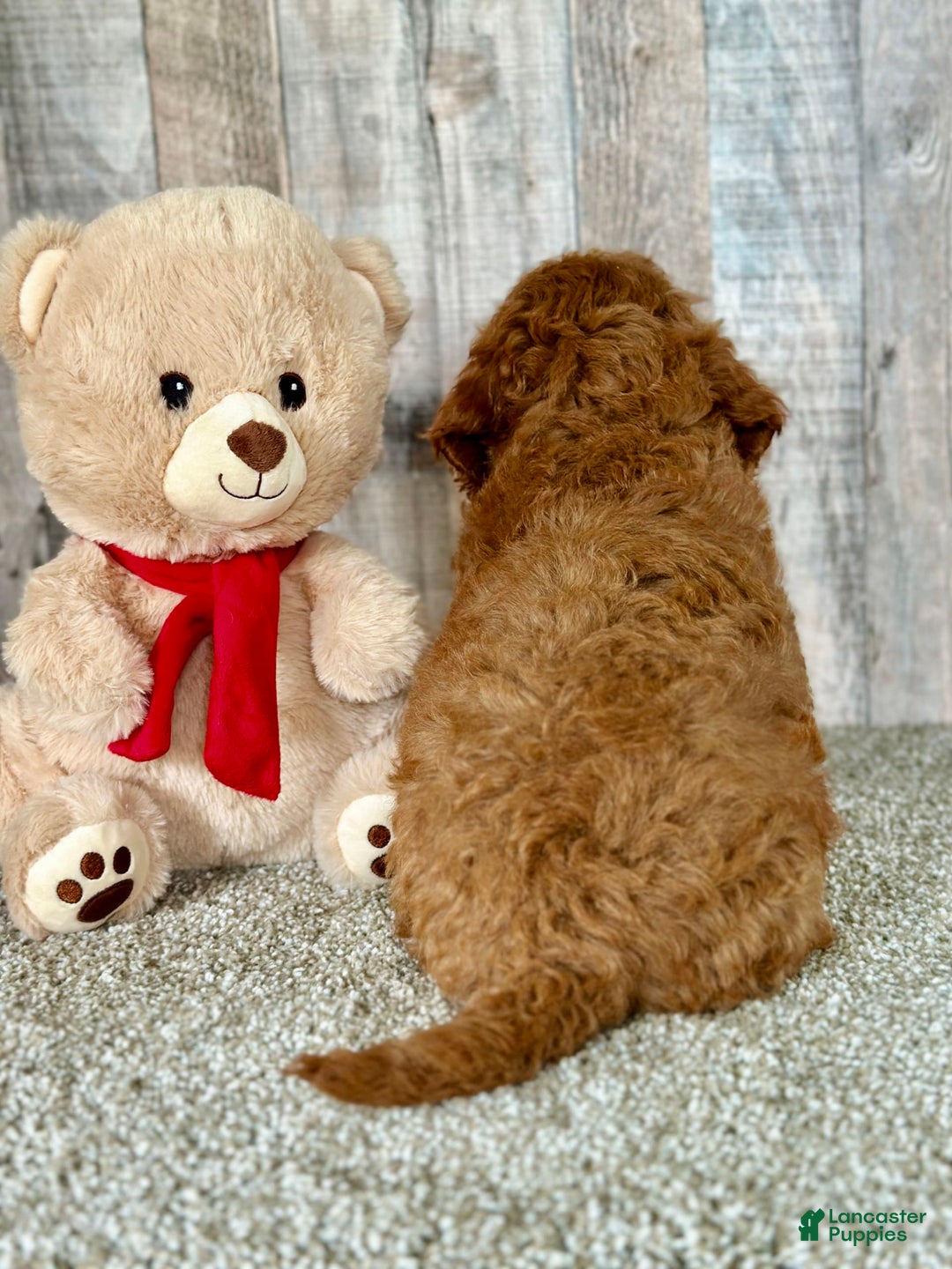 Mini Goldendoodle dogs for sale: Lemon - Image 8