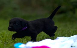 Cane Corso dogs for sale: Cookie - Image 3