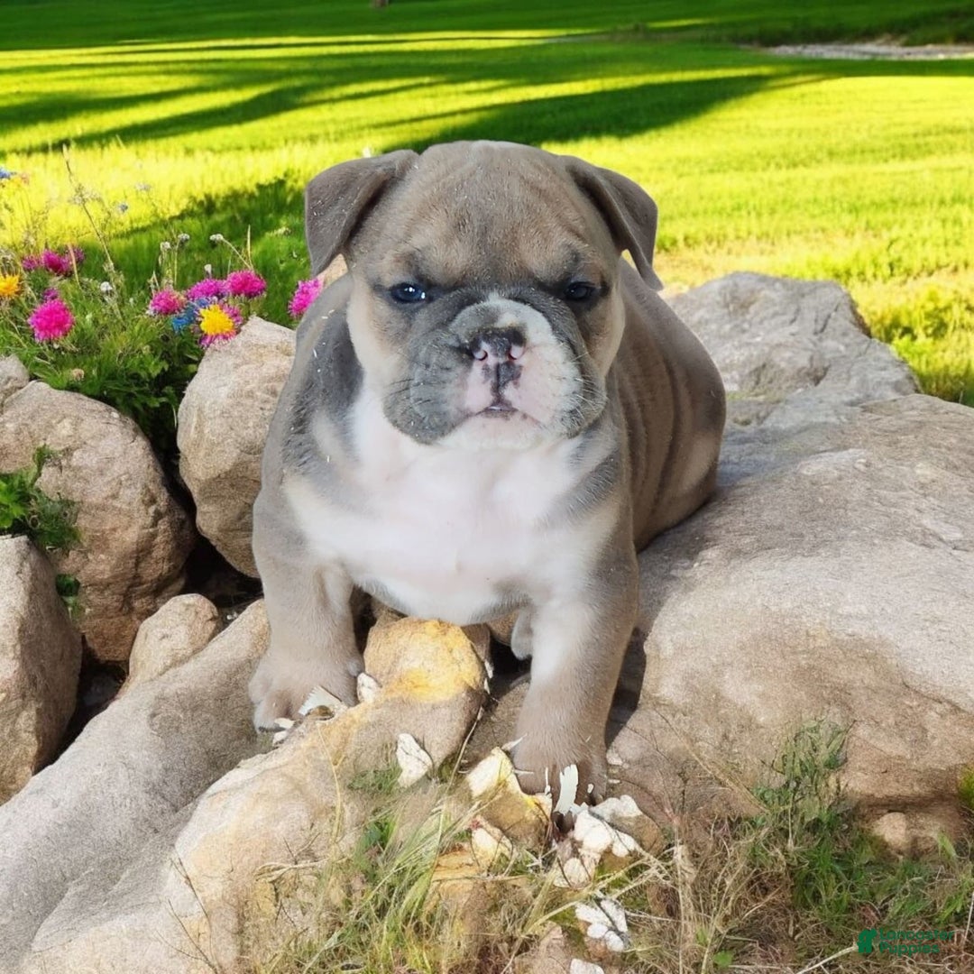English Bulldog dogs for sale: Groucho - Image 7
