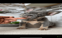 French Bulldog dogs for sale: Female Frenchies - Image 6