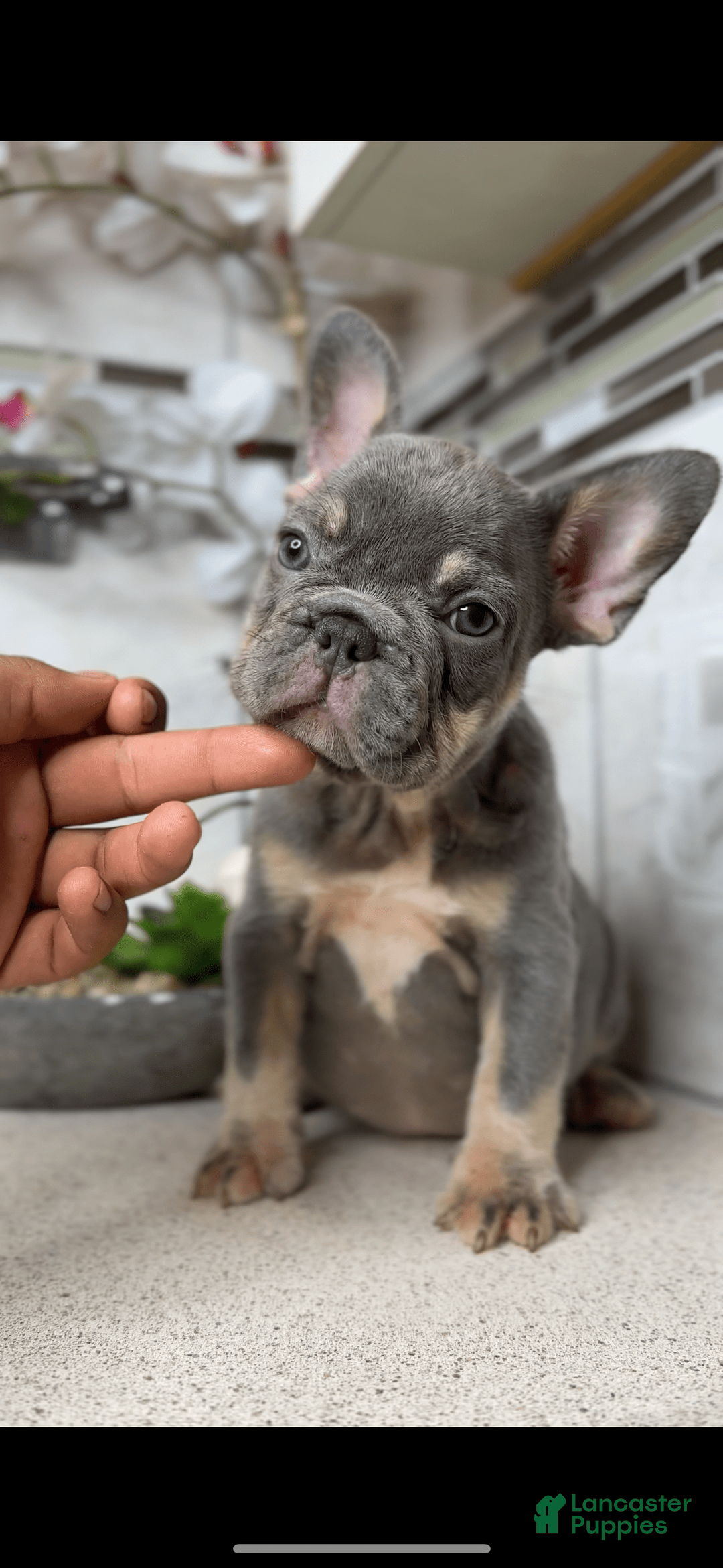 French Bulldog dogs for sale: Female Frenchies - Image 6