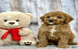 Mini Goldendoodle dogs for sale: Lemon - Image 1