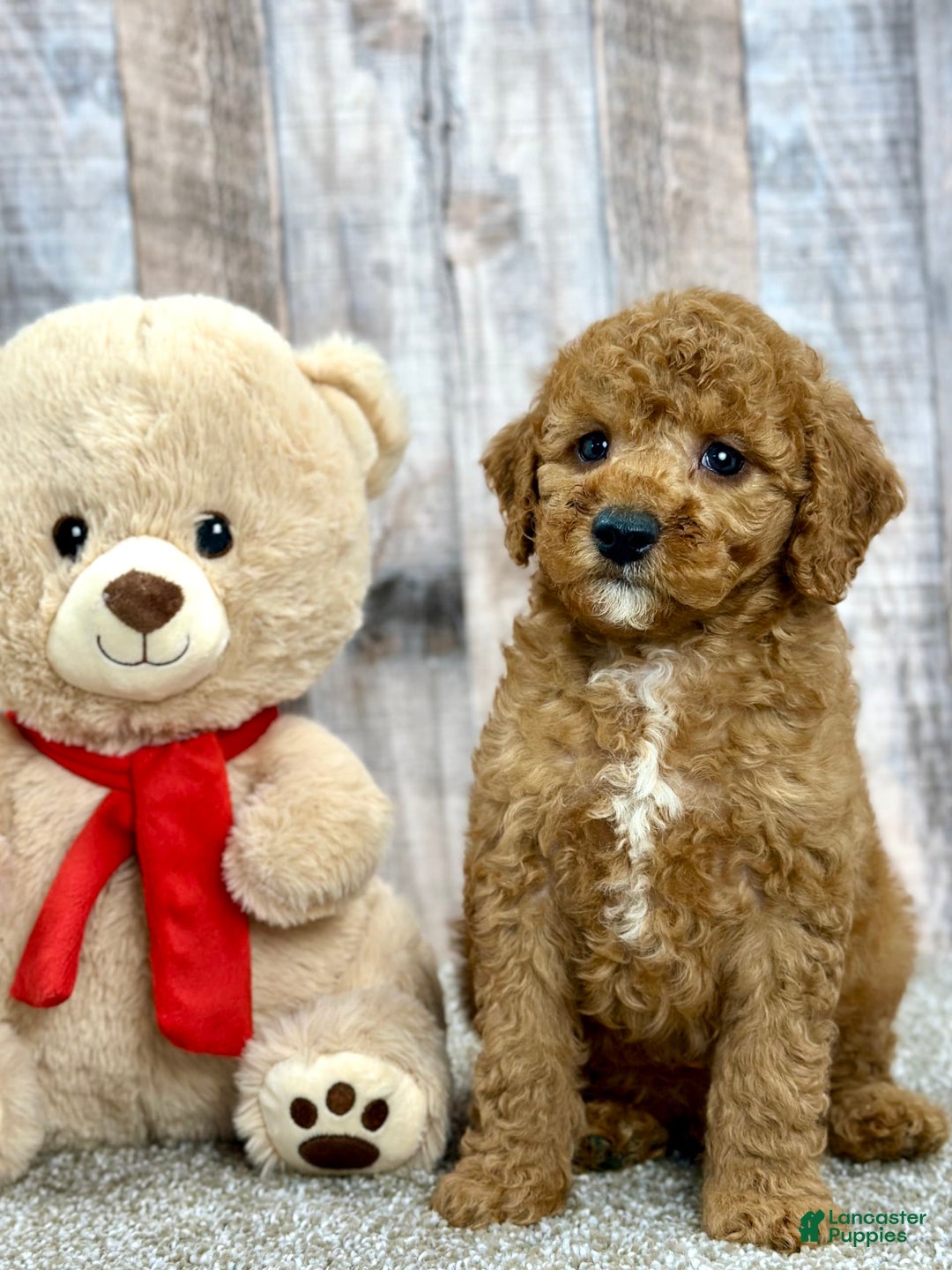 Mini Goldendoodle dogs for sale: Lemon - Image 1
