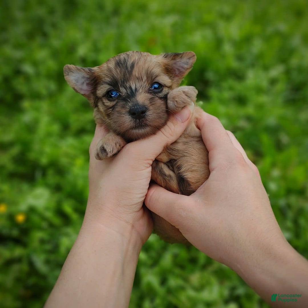 Morkie dogs for sale: Rare Gold Merle Beetle - Image 3