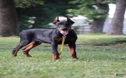 Doberman Pinscher dogs for sale: Storm - Image 9