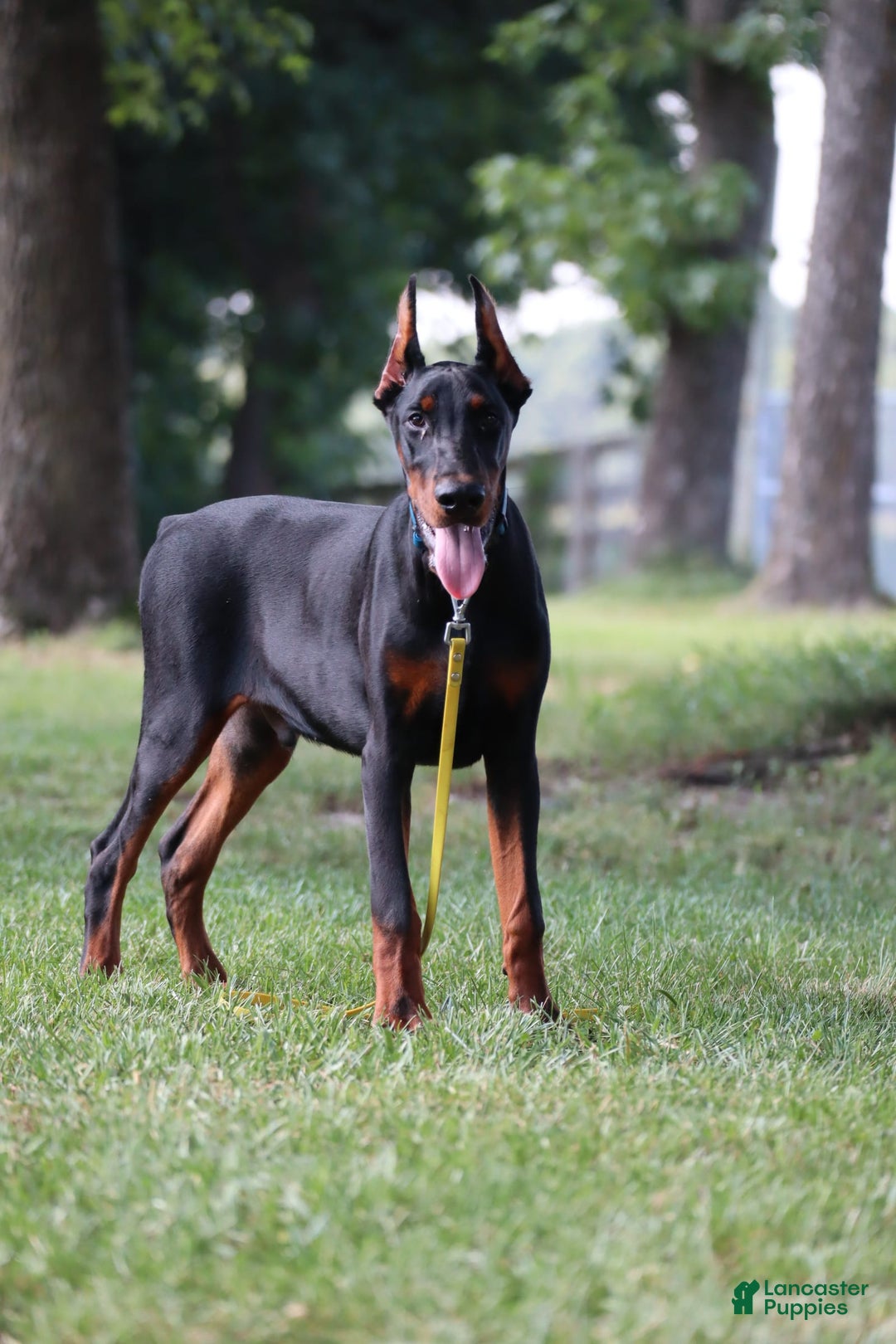 Doberman Pinscher dogs for sale: Storm - Image 9
