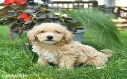 Maltipoo dogs for sale: Fluffy - Image 4