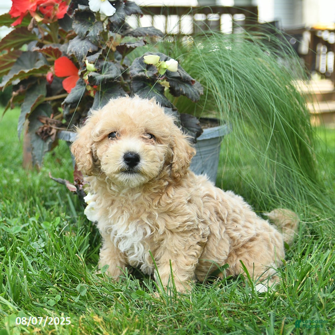 Maltipoo dogs for sale: Fluffy - Image 4
