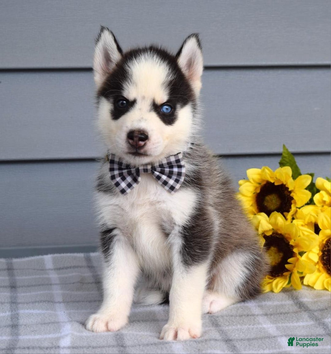 Siberian Husky dogs for sale: Chance - Image 1