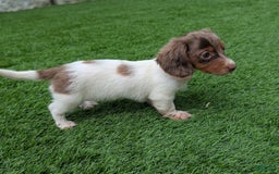Dachshund dogs for sale: Pepper - Image 2