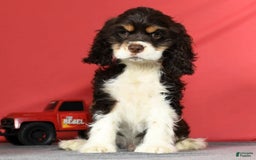 Cocker Spaniel dogs for sale: Gumbo - Image 1
