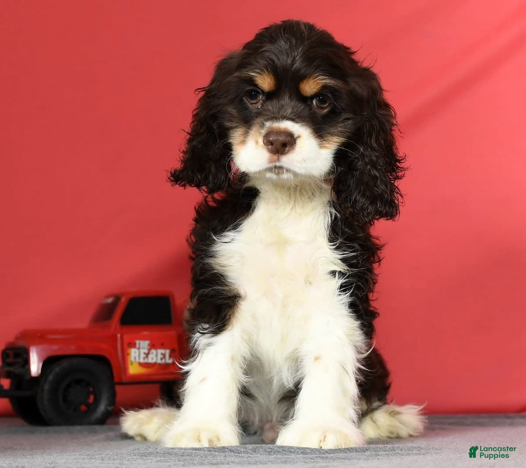 Cocker Spaniel dogs for sale: Gumbo - Image 1