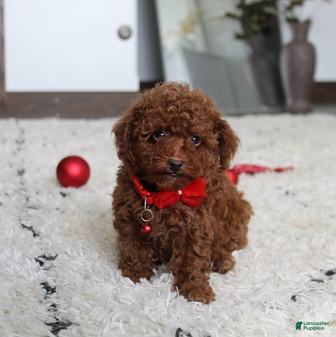 Toy Poodle dogs for sale: Eleanor - Image 4