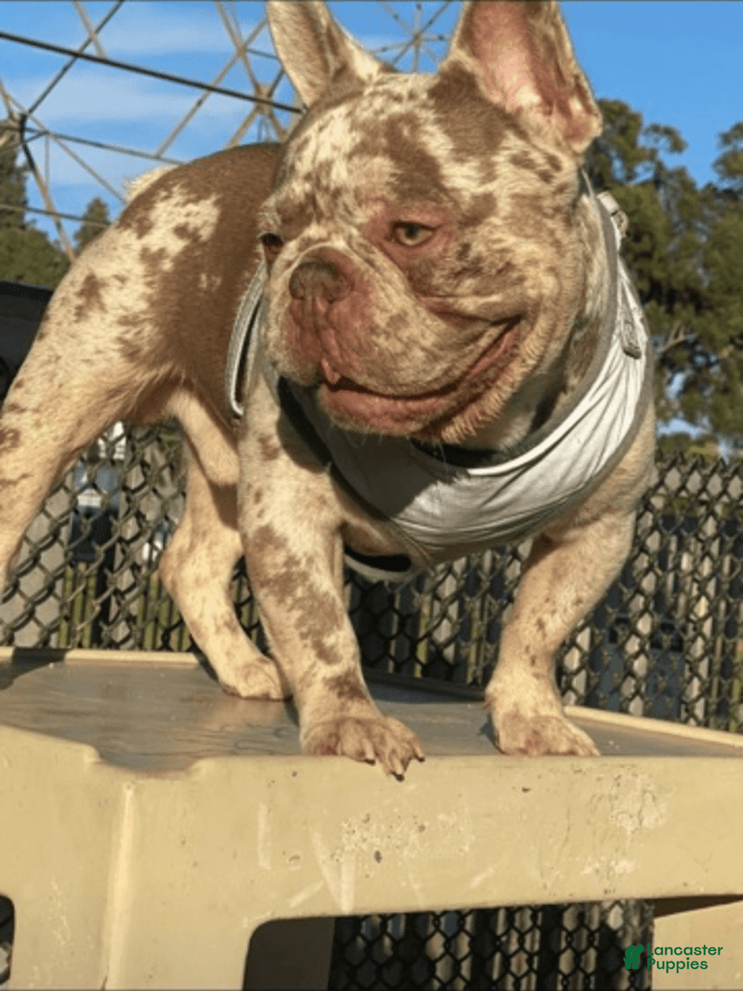 French Bulldog dogs for sale: Princess - Image 5